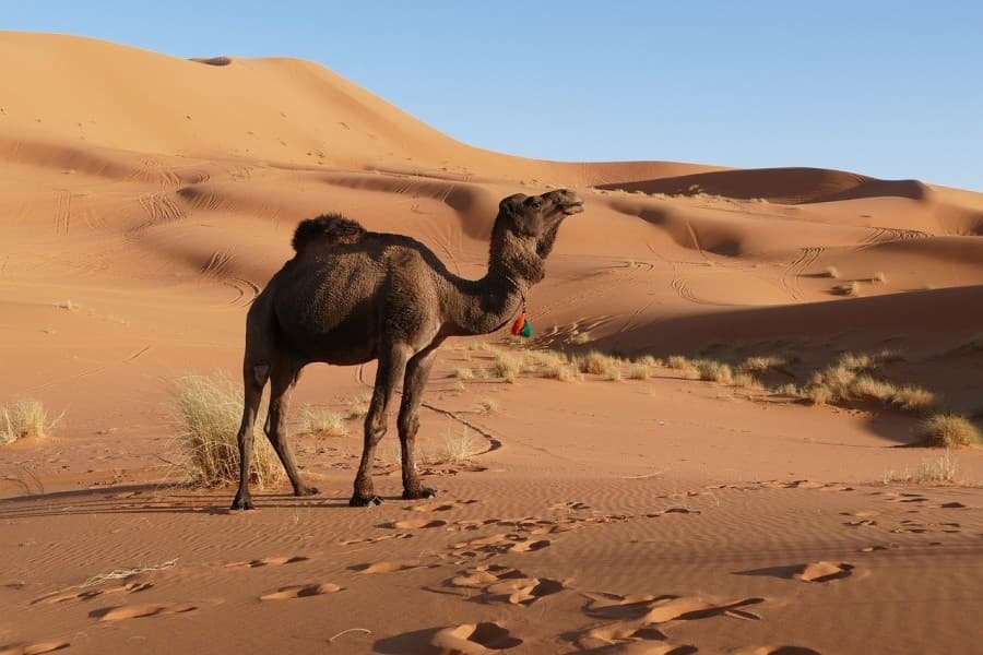 3 days fes to marrakech desert tour