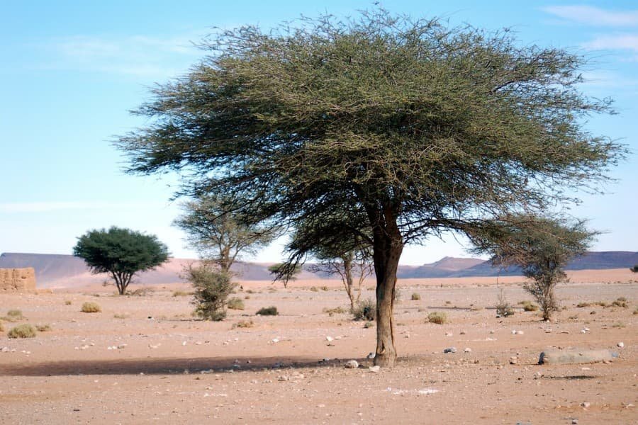 4 days Marrakech to merzouga sahara desert tour